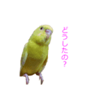 セキセイインコのパリィ（個別スタンプ：7）