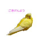 セキセイインコのパリィ（個別スタンプ：8）