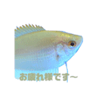 うちのグラミー(熱帯魚)（個別スタンプ：1）