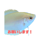 うちのグラミー(熱帯魚)（個別スタンプ：2）