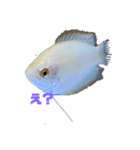 うちのグラミー(熱帯魚)（個別スタンプ：3）