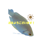 うちのグラミー(熱帯魚)（個別スタンプ：5）