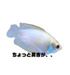 うちのグラミー(熱帯魚)（個別スタンプ：6）