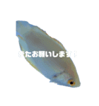 うちのグラミー(熱帯魚)（個別スタンプ：7）