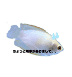 うちのグラミー(熱帯魚)（個別スタンプ：8）