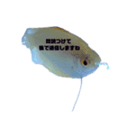 うちのグラミー(熱帯魚)（個別スタンプ：11）