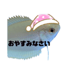 うちのグラミー(熱帯魚)（個別スタンプ：12）