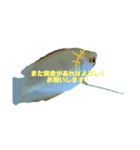 うちのグラミー(熱帯魚)（個別スタンプ：14）