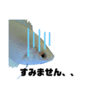 うちのグラミー(熱帯魚)（個別スタンプ：15）