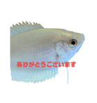 うちのグラミー(熱帯魚)（個別スタンプ：16）