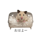 ももたろう家のハムスタースタンプ（個別スタンプ：3）