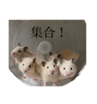 ももたろう家のハムスタースタンプ（個別スタンプ：18）