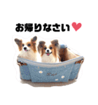 パピヨン クララ＆レイナ9（個別スタンプ：3）