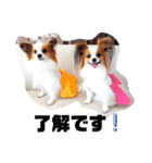 パピヨン クララ＆レイナ9（個別スタンプ：6）