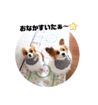 パピヨン クララ＆レイナ9（個別スタンプ：9）