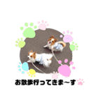 パピヨン クララ＆レイナ9（個別スタンプ：12）