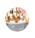 パピヨン クララ＆レイナ9（個別スタンプ：16）