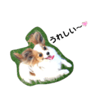 パピヨン クララ＆レイナ9（個別スタンプ：20）
