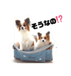 パピヨン クララ＆レイナ9（個別スタンプ：21）
