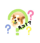 パピヨン クララ＆レイナ9（個別スタンプ：24）