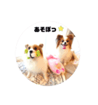 パピヨン クララ＆レイナ9（個別スタンプ：27）