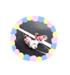 パピヨン クララ＆レイナ9（個別スタンプ：36）