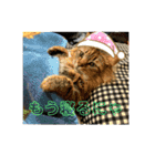 ガロ 犬のような猫ver0（個別スタンプ：1）