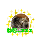 ガロ 犬のような猫ver0（個別スタンプ：2）