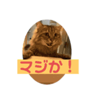ガロ 犬のような猫ver0（個別スタンプ：3）