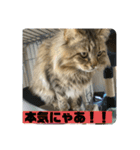 ガロ 犬のような猫ver0（個別スタンプ：4）
