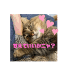 ガロ 犬のような猫ver0（個別スタンプ：5）