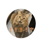 ガロ 犬のような猫ver0（個別スタンプ：6）