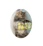 ガロ 犬のような猫ver0（個別スタンプ：7）