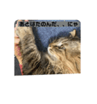 ガロ 犬のような猫ver0（個別スタンプ：8）