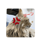 ガロ 犬のような猫ver0（個別スタンプ：9）