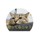 ガロ 犬のような猫ver0（個別スタンプ：10）
