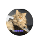 ガロ 犬のような猫ver0（個別スタンプ：11）