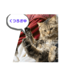 ガロ 犬のような猫ver0（個別スタンプ：12）