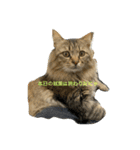 ガロ 犬のような猫ver0（個別スタンプ：14）