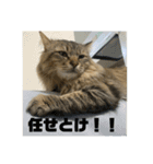 ガロ 犬のような猫ver0（個別スタンプ：16）