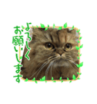 donnobbom2021.may（個別スタンプ：1）