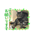 donnobbom2021.may（個別スタンプ：8）