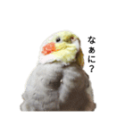 オカメインコのそらちゃんスタンプ（個別スタンプ：1）