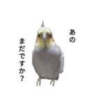 オカメインコのそらちゃんスタンプ（個別スタンプ：3）