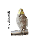 オカメインコのそらちゃんスタンプ（個別スタンプ：4）