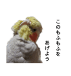 オカメインコのそらちゃんスタンプ（個別スタンプ：5）