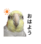 オカメインコのそらちゃんスタンプ（個別スタンプ：6）