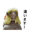 オカメインコのそらちゃんスタンプ（個別スタンプ：7）