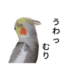 オカメインコのそらちゃんスタンプ（個別スタンプ：9）