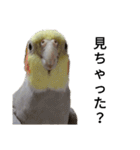 オカメインコのそらちゃんスタンプ（個別スタンプ：10）